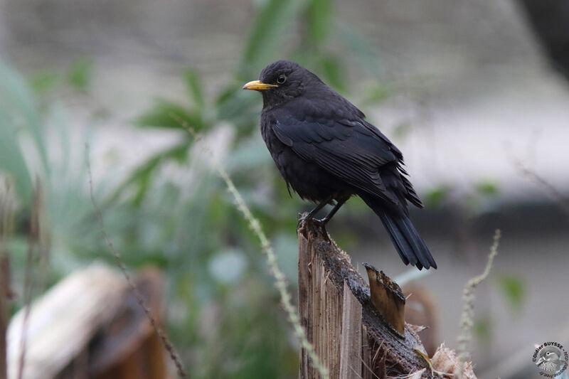 Chinese Blackbird