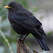 Chinese Blackbird