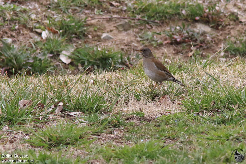 Pale Thrush female adult, habitat, pigmentation, fishing/hunting