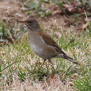 Pale Thrush