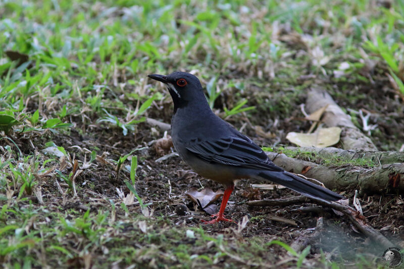 Red-legged Thrushadult, identification