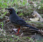 Red-legged Thrush