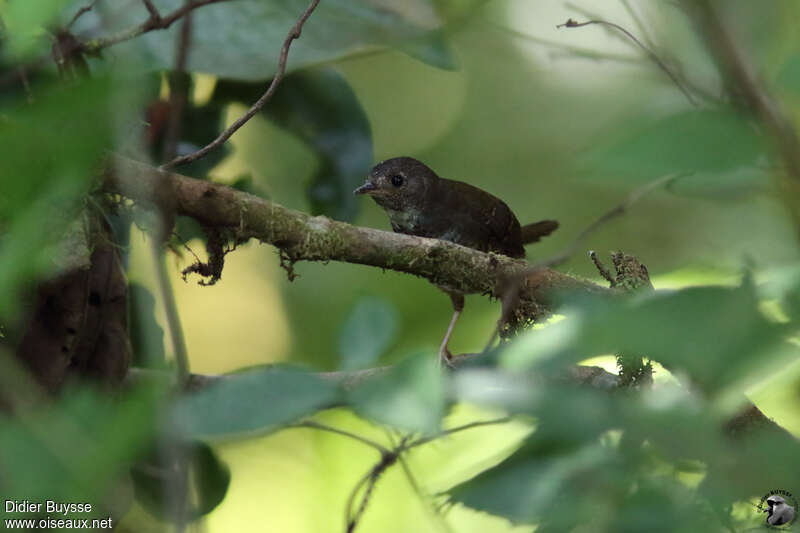 White-breasted Tapaculoimmature, identification