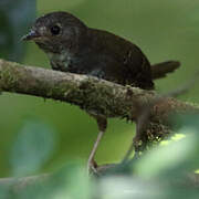 White-breasted Tapaculo