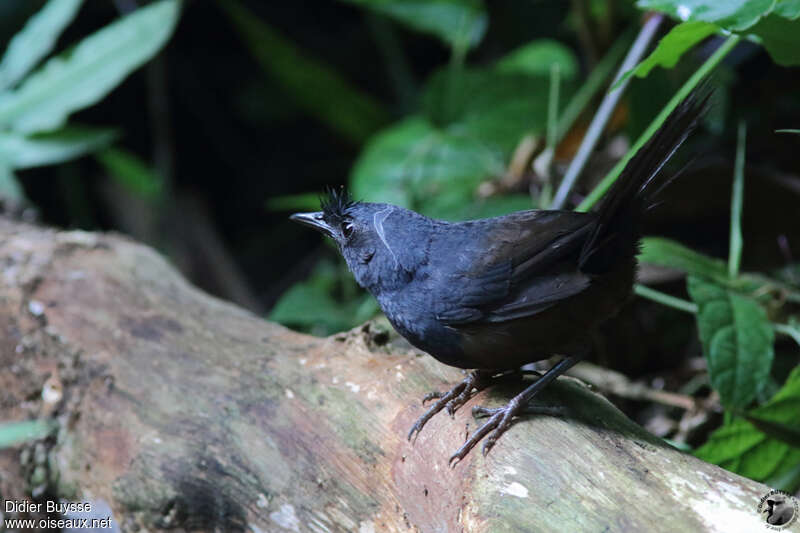 Mérulaxe noir mâle adulte, identification