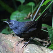 Slaty Bristlefront