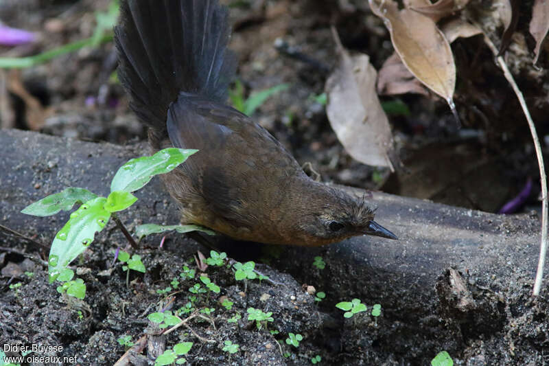 Slaty Bristlefront female adult, identification