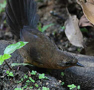 Slaty Bristlefront