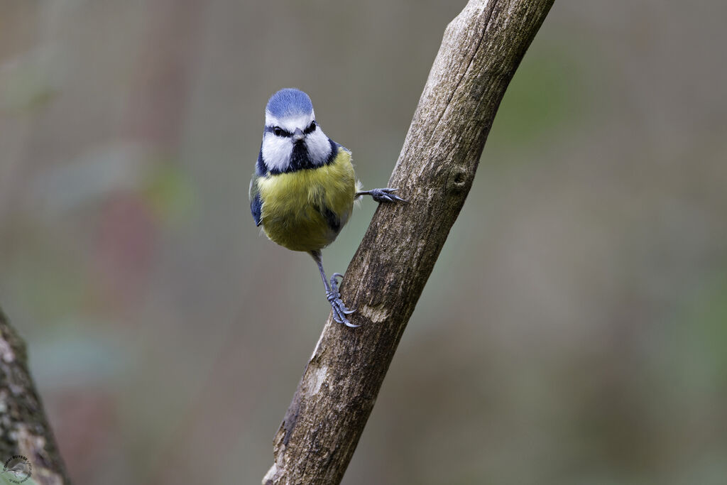 Mésange bleue