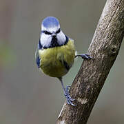 Eurasian Blue Tit