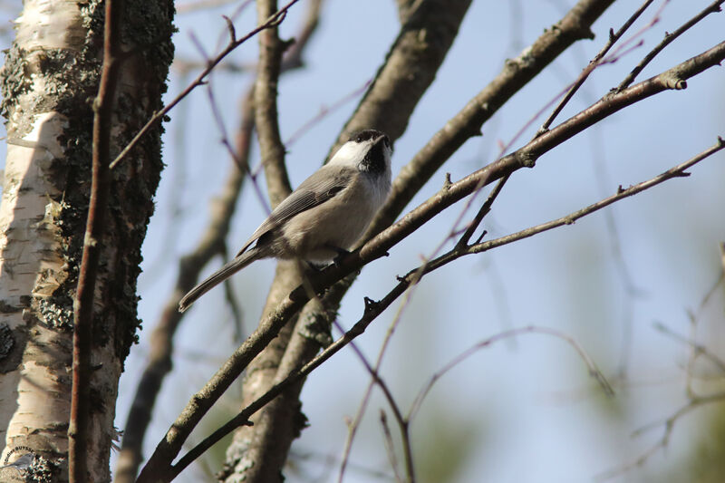 Mésange boréaleadulte