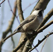 Willow Tit