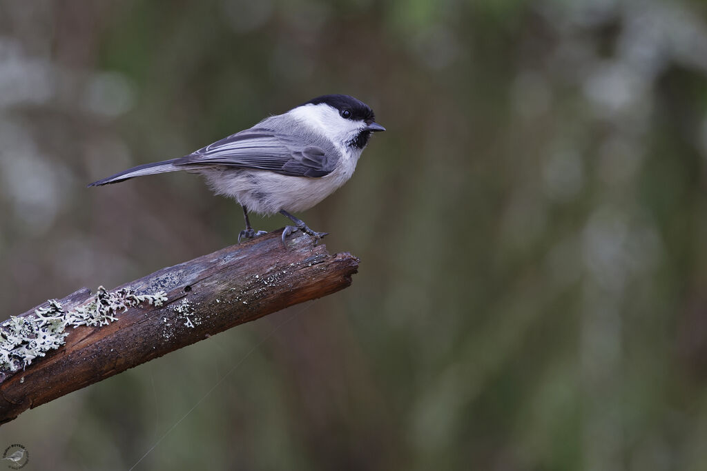 Mésange boréaleadulte