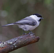 Willow Tit