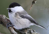 Mésange boréale