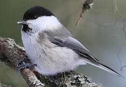 Mésange boréale
