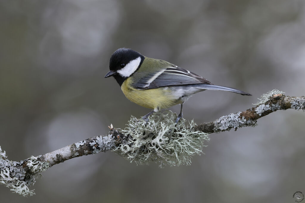 Mésange charbonnièreadulte