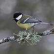 Mésange charbonnière