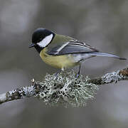 Great Tit