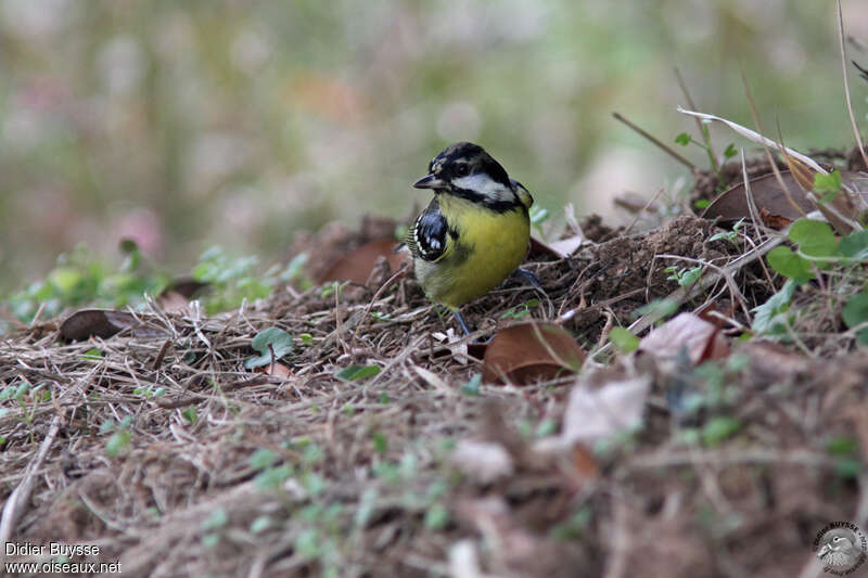 Yellow-bellied Titadult, identification