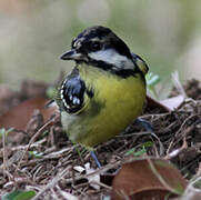 Yellow-bellied Tit