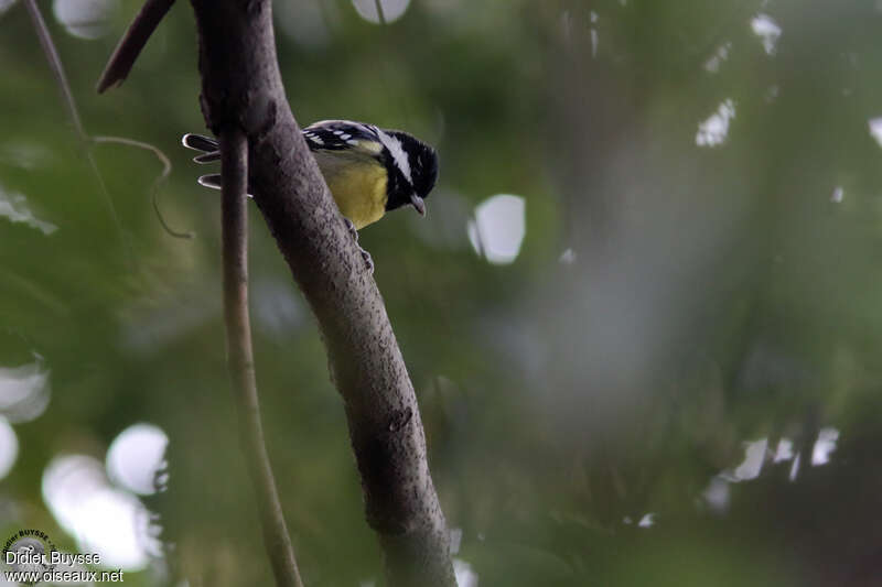 Yellow-bellied Titadult, identification