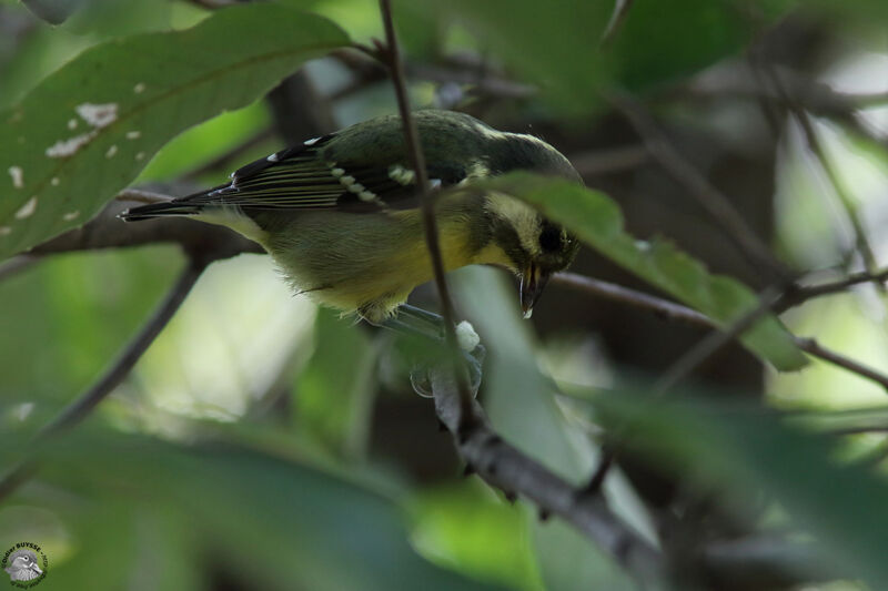 Yellow-bellied Titimmature, identification, eats