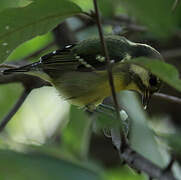 Yellow-bellied Tit