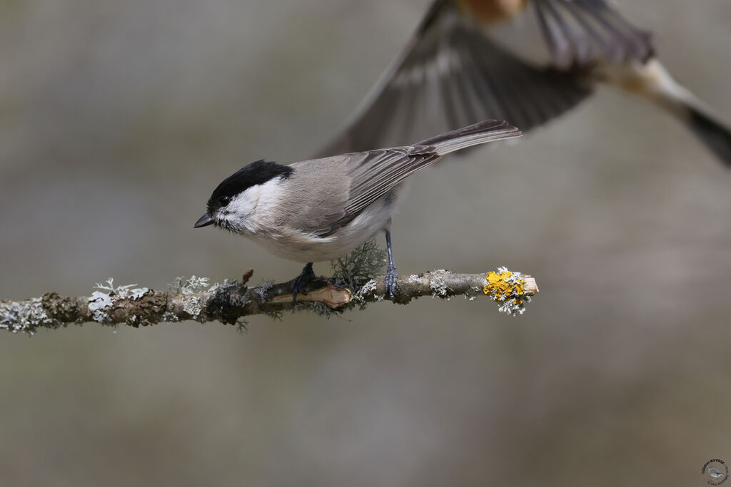 Mésange nonnetteadulte