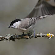 Marsh Tit