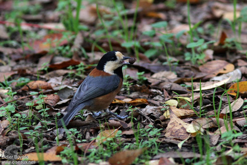 Mésange variéeadulte, identification, régime