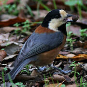 Varied Tit