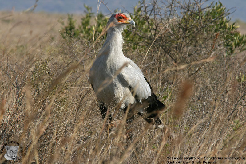 Secretarybird, identification