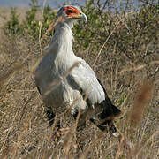 Secretarybird