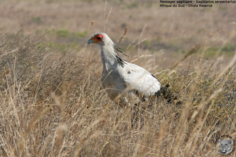 Secretarybird, identification