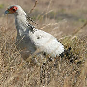 Secretarybird