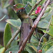 Rufous-capped Thornbill