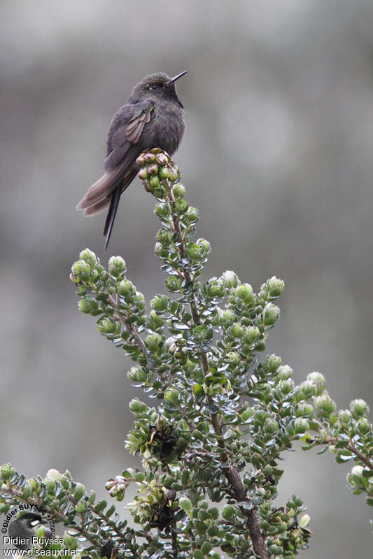 Blue-mantled Thornbilladult, identification