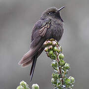 Blue-mantled Thornbill