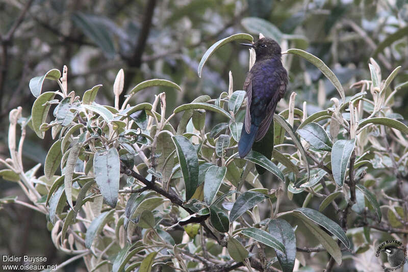 Blue-mantled Thornbilladult breeding, identification