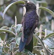 Blue-mantled Thornbill