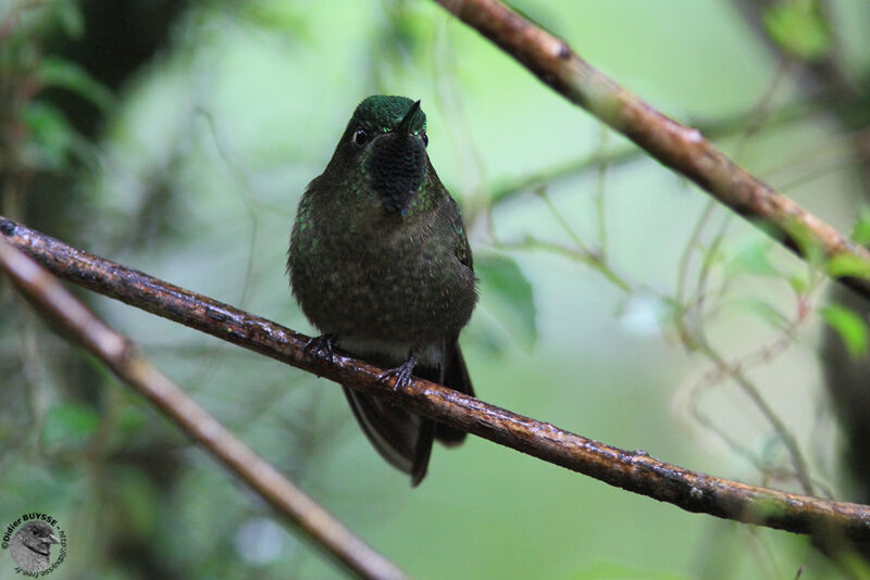 Tyrian Metaltail male adult, identification