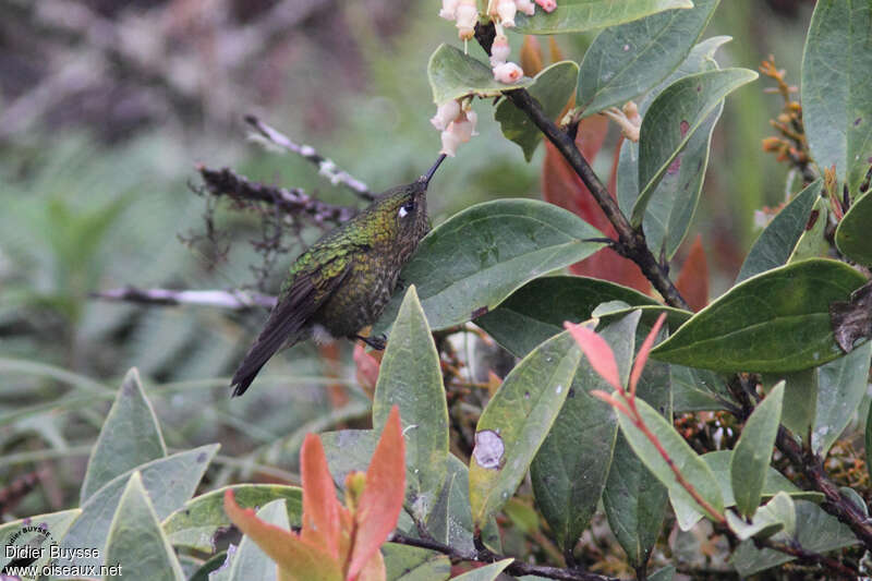 Tyrian Metaltail female adult, habitat, feeding habits, eats