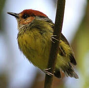 Rufous-crowned Tody-Flycatcher