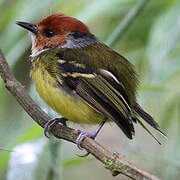 Rufous-crowned Tody-Flycatcher