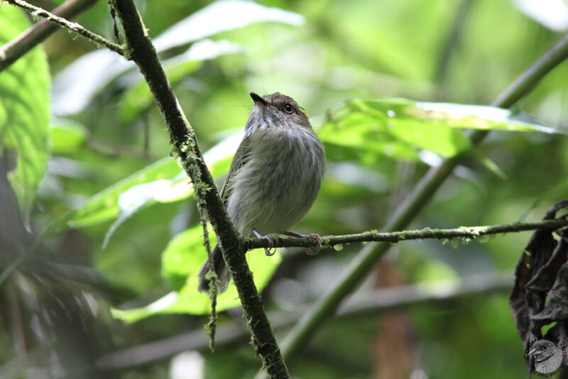 Scale-crested Pygmy Tyrantadult, Behaviour