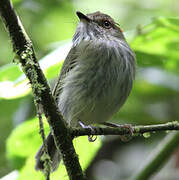 Scale-crested Pygmy Tyrant