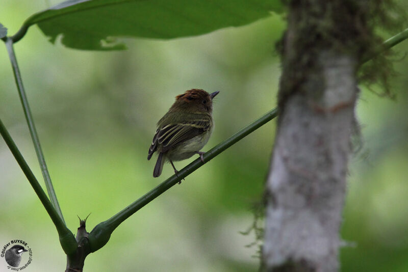 Scale-crested Pygmy Tyrantadult, identification