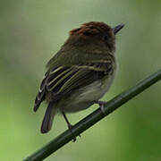 Scale-crested Pygmy Tyrant