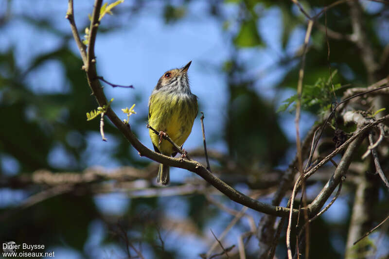 Eared Pygmy Tyrantadult breeding, identification